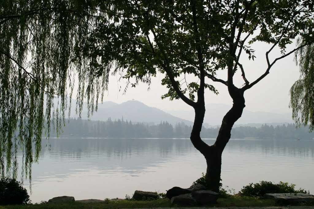 arbre-chinois-lac